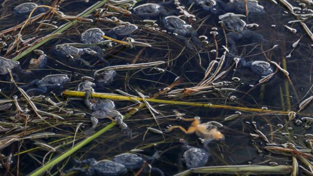 Ten Thousand Endangered ‘Scrotum Frogs’ Have Mysteriously Dropped Dead In Peru