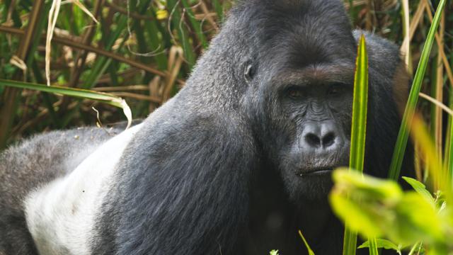 Eastern Lowland Gorillas Are Now Critically Endangered Thanks To Your Stupid Phone