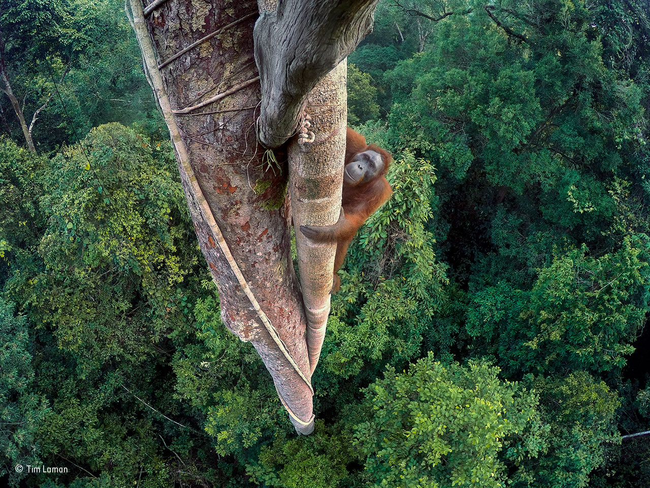 We’ve Climbed Great Heights To Bring You This Year’s Best Wildlife Photos 