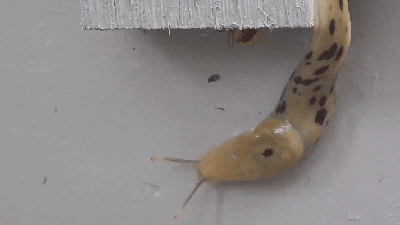 Watching A Slug Going Up A Wall In Timelapse Is The Only Way To Watch A Slug