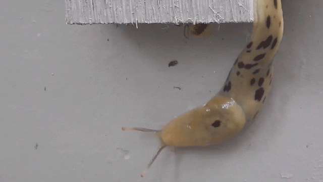 Watching A Slug Going Up A Wall In Timelapse Is The Only Way To Watch A Slug