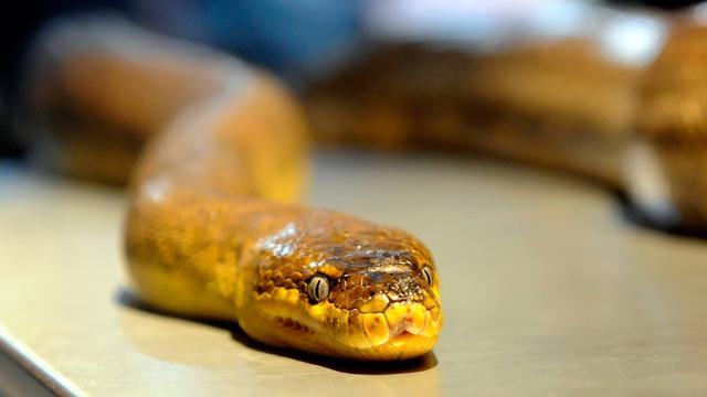 Snakes Have No Legs Because Of A Mutated Sonic Hedgehog Gene Enhancer