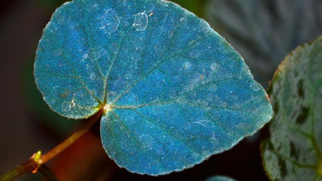 Freaky Blue Leaves Allow Plants To Thrive In Shade