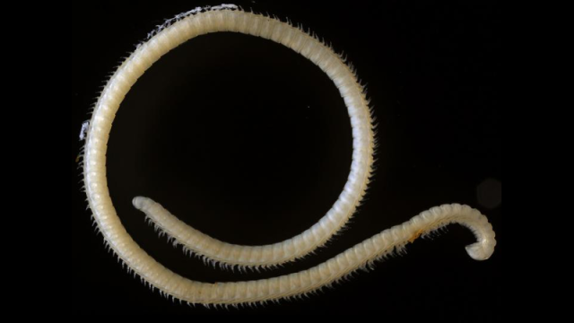 Creepy Millipede With 414 Legs And Four Penises Will Haunt Your Nightmares