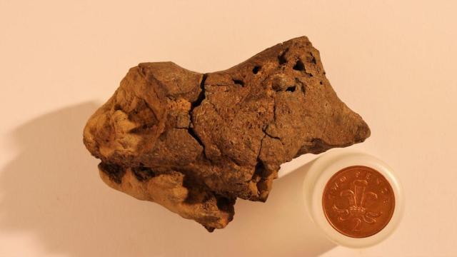 This Might Be A Fossilised Dinosaur Brain
