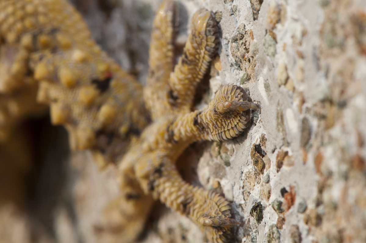 Why An Entire Population Of Geckos Is Trapped On One Building