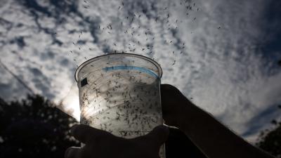 Scientists Hope To Eradicate Disease With Massive Mosquito Orgy