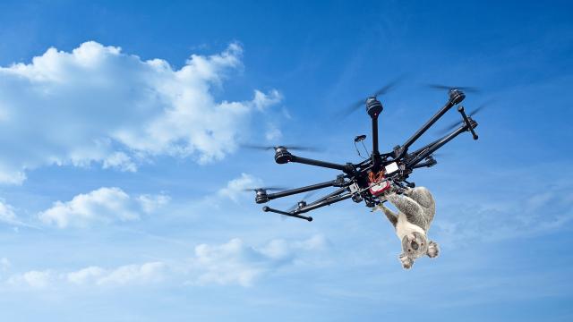 QLD Senator Calls For Total Drone Ban