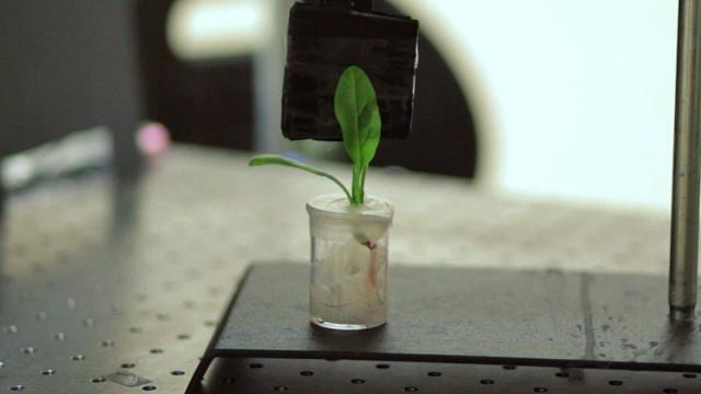 These Bionic Plants Can Detect Deadly Land Mines