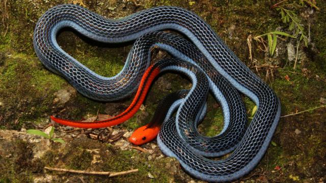 The Venom From This Snake Will Make Your Life A Living Hell