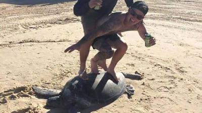 Australian Dumbarses Surf A Turtle