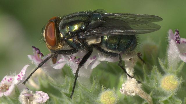 Florida Releases Millions Of Sterile Flies To Combat Flesh-Eating Maggots