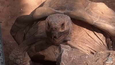 This Tortoise Keeps Saying ‘Wow’ To Its Special Friend