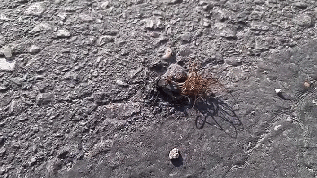 Revolting Parasites Emerge From Dead Cricket And Try To Mate In A Ball Of Evil