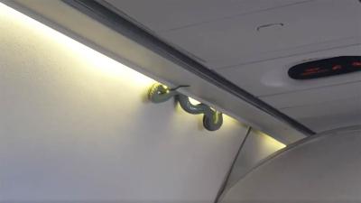 Actual Snake Found On Actual Plane