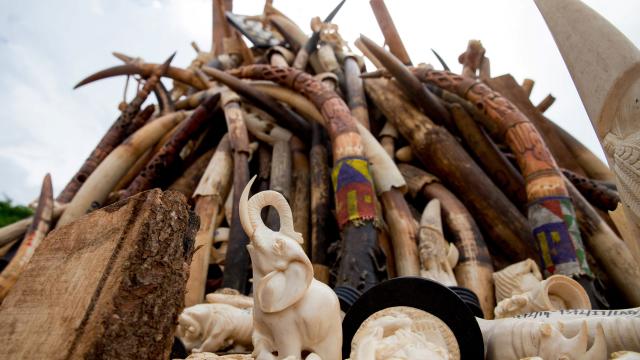 We Can Stop Arguing About Who’s Fuelling The Ivory Trade