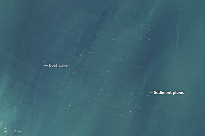 Satellite Captures A Surprising Impact Of Offshore Wind Farms