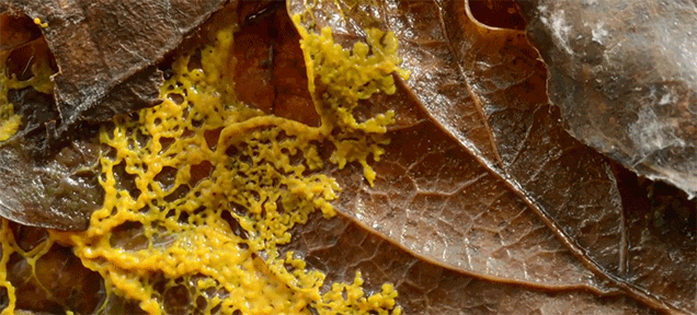 Watch How Slime Mould Smartly Crawls By Itself All Over Everything