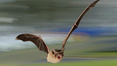 Tiny Bat Shocks Scientists By Smashing Decades-Old Speed Record