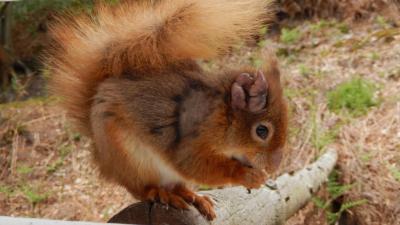 Human Leprosy Is Rampant In British Red Squirrels