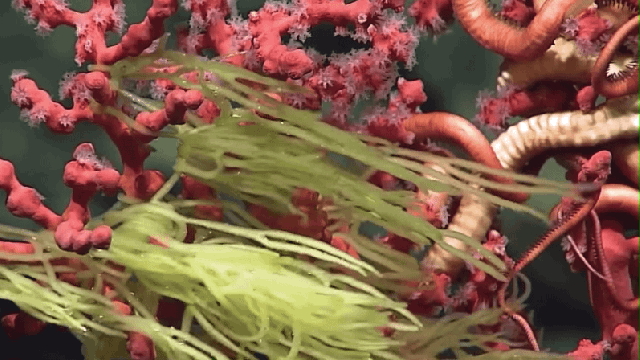 Check Out This ‘Bubblegum Coral’ At The Bottom Of The World’s Deepest Trench