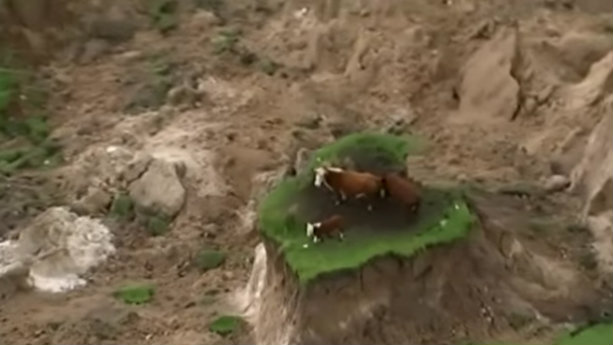 Earthquake Leaves Cows Stranded On A Tiny Piece Of Grass