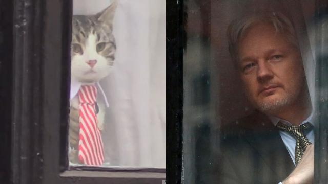 Bored And Irrelevant, Julian Assange Plays Kitty Cat Dress-Up