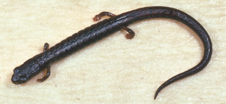 Scientists Just Discovered Three Adorably Tiny New Salamanders