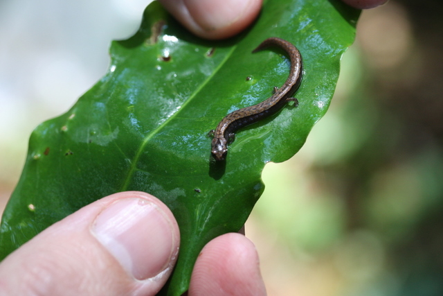 Scientists Just Discovered Three Adorably Tiny New Salamanders