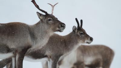 80,000 Reindeer Reported Dead In Latest Christmas Setback