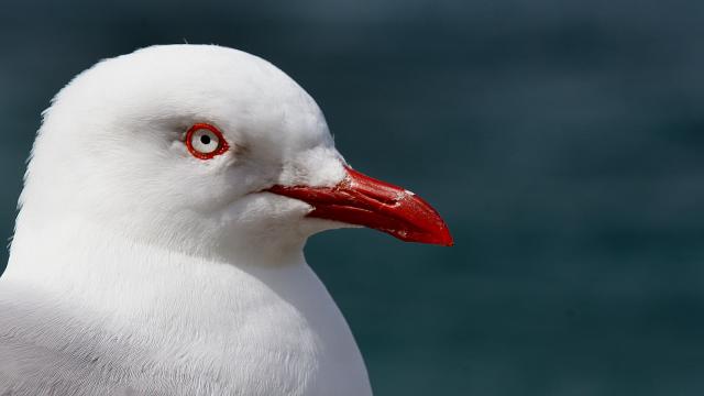Seabird Crap Could Help Save The Arctic