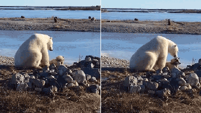 We Could Learn A Lot From This Chill Polar Bear Just Petting A Dog