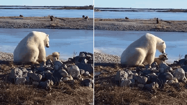 We Could Learn A Lot From This Chill Polar Bear Just Petting A Dog