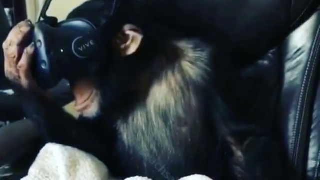 This Chimpanzee Wearing A VR Headset Should Make You Very Uncomfortable