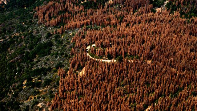 100 Million Goddamn Trees Are Dead In California
