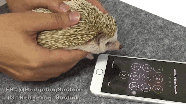 Hedgehog-Based Authentication Is The Only Way To Be Truly Secure