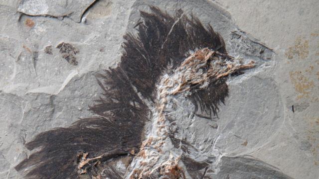 Feathers On This 130-Million-Year-Old Fossil Still Contain Traces Of Colour