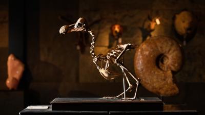 This Dodo Skeleton Just Sold Over Half A Million Dollars