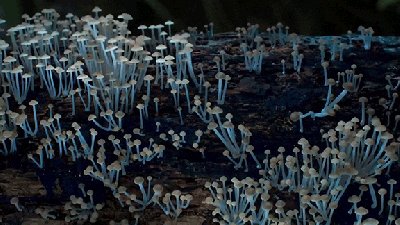 Watching Glow-In-The-Dark Fungi Grow Is Damn Amazing