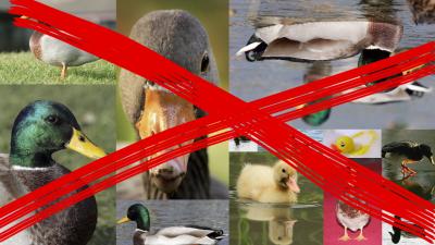 190,000 Ducks Slaughtered Thanks To Bird Flu