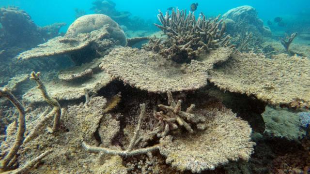 The Great Barrier Reef Just Suffered The Worst Die-Off Ever Seen