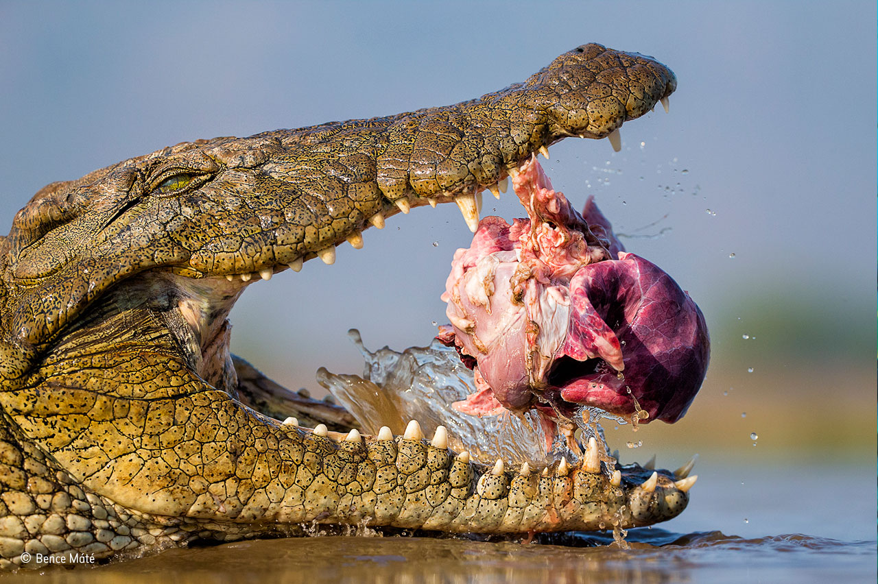 Wildlife Photo Contest Shows Nature Can Be Cruel, But Also Kind