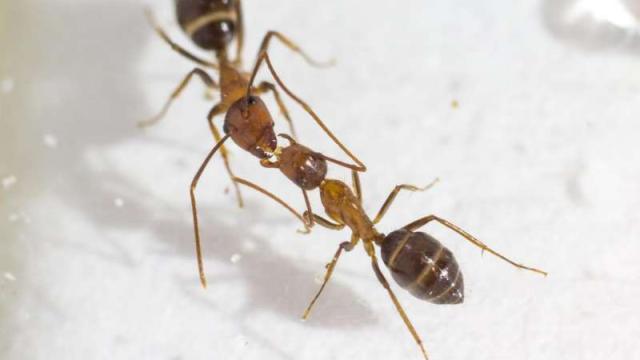 Ants Exchange Messages When They Make Out