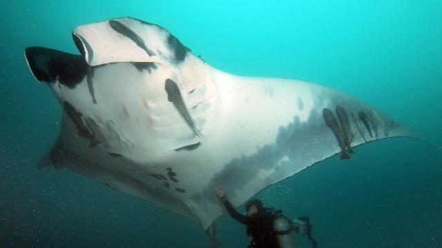 Giant Manta Rays Are More Badarse Than We Realised