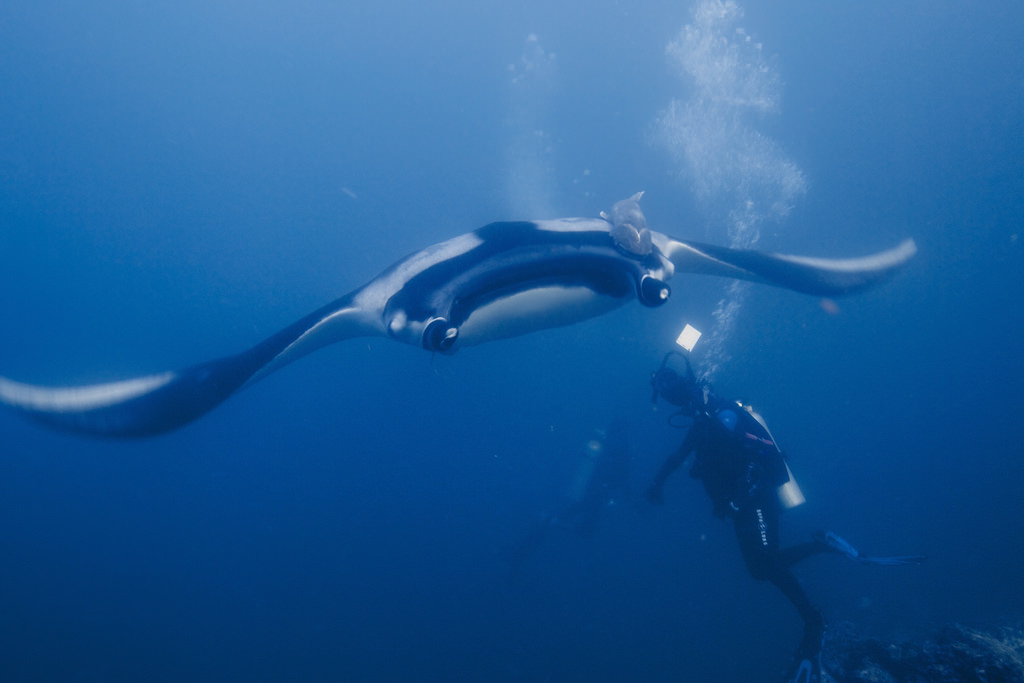 Giant Manta Rays Are More Badarse Than We Realised
