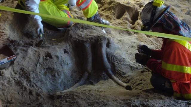 Subway Expansion Uncovers Mastodon Remains At Least 10,000 Years Old