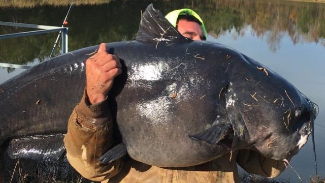 Look At This Giant Catfish