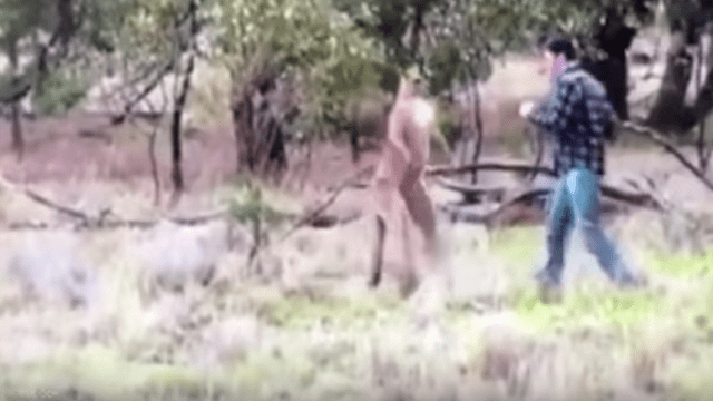 Hardcore Dude Punches Kangaroo To Save Dog