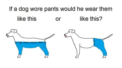 This Is How A Dog Wears Pants