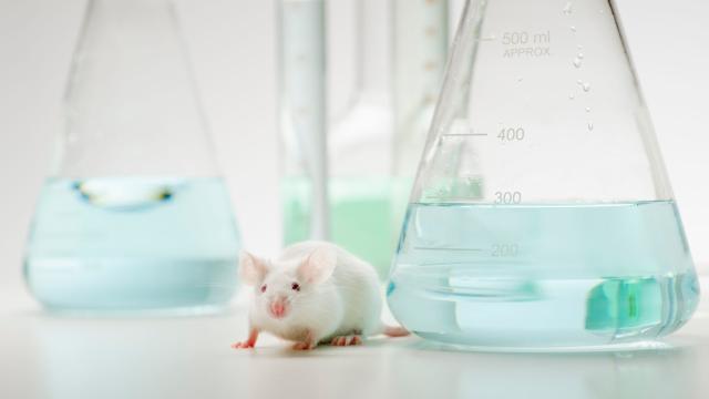 Scientists Just Used CRISPR To Treat A Horrible Genetic Disorder In Mice